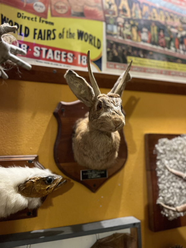 Museum of the Weird gallery image 2