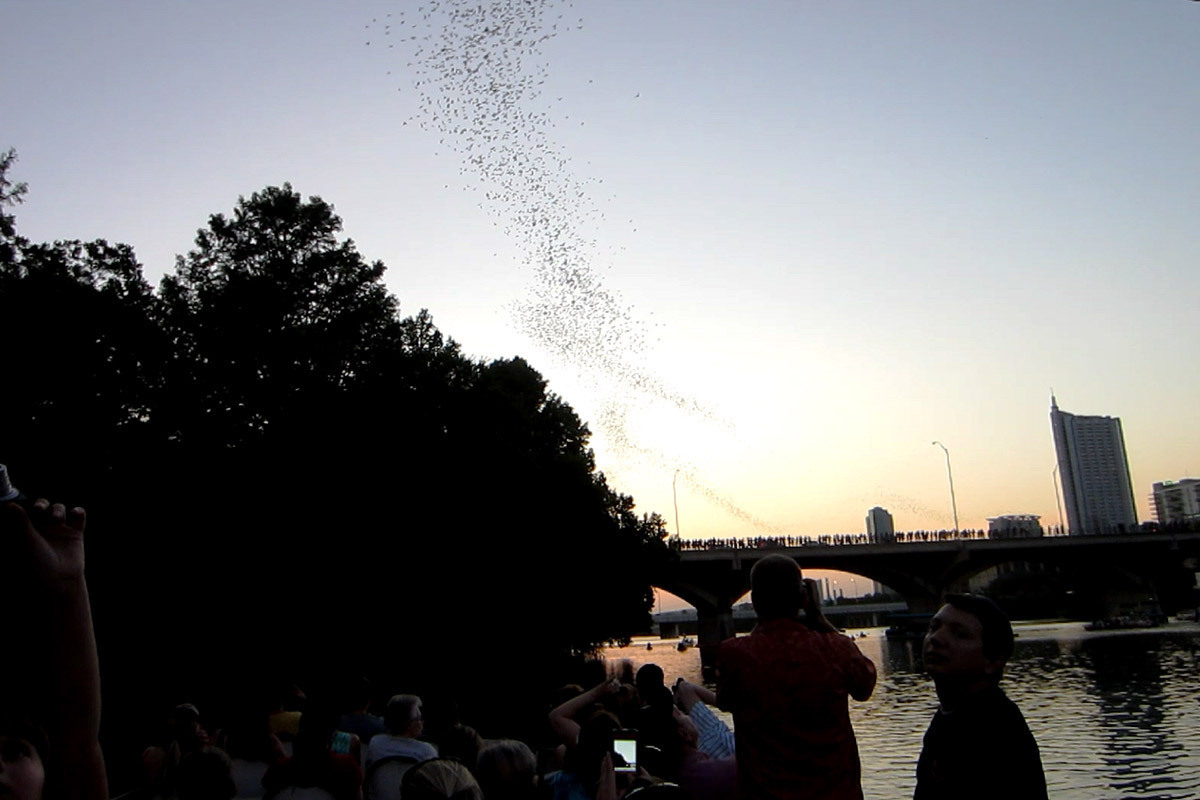 Capital Cruises Bat Watching and Sightseeing Tours gallery image 2