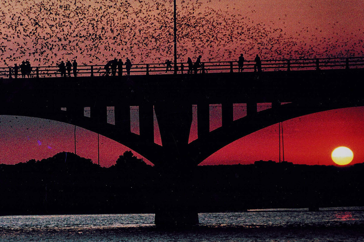 Capital Cruises Bat Watching and Sightseeing Tours gallery image 13