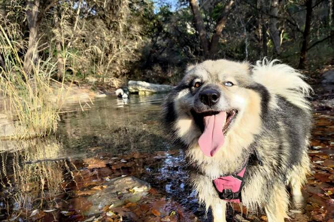 Turkey Creek Off Leash Trail gallery image 3
