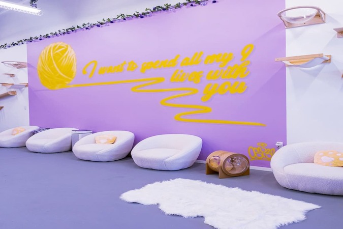 Purr-fecto Cat Lounge gallery image 2