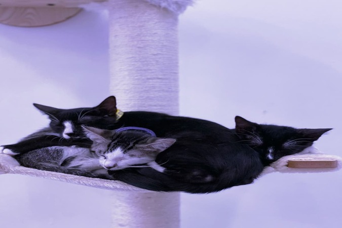 Purr-fecto Cat Lounge gallery image 3