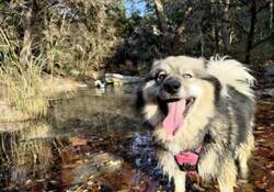 Turkey Creek Off Leash Trail logo